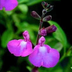 Salvia Greggii Cool Pink | 9cm Pot