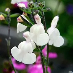 Salvia Cool Cream | 9cm Pot