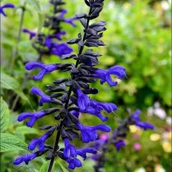 Salvia Animo | 9cm Pot