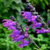 Salvia Amigo | 9cm Pot -Perennial Plants Sales Store RH30005373 ee69