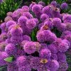 Allium Millennium | 9cm Pot 2 Allium Millennium | 9cm Pot -Perennial Plants Sales Store RH30005389 01f6