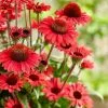 Echinacea Sunseekers Red ('Apecssired') (SunSeekers Series) | 9cm Pot 2 Echinacea Sunseekers Red ('Apecssired') (SunSeekers Series) | 9cm Pot -Perennial Plants Sales Store RH30005392 f648