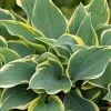 Hosta First Frost | 9cm Pot 1 Hosta First Frost | 9cm Pot -Perennial Plants Sales Store RH30005394 6212