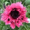 Papaver (Oriental Group) Pink Perfection | 9cm Pot