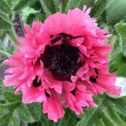 Papaver (Oriental Group) Pink Perfection | 9cm Pot