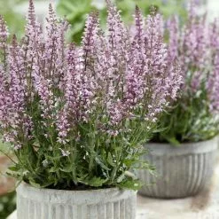 Salvia Feathers Flamingo ('Bocoffla') (PBR) | 9cm Pot