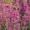 Agastache Morello | 9cm Pot