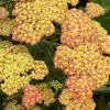 Achillea Millefolium Milly Rock Red ('Florachre1') (Milly Rock Series) (PBR) | 9cm Pot
