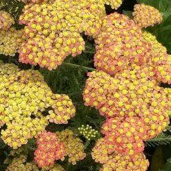 Achillea Millefolium Milly Rock Red ('Florachre1') (Milly Rock Series) (PBR) | 9cm Pot