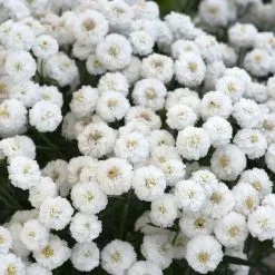 Achillea Ptarmica Peter Cottontail | 9cm Pot