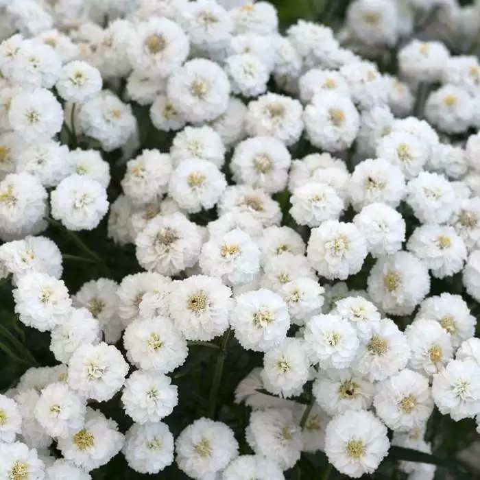 Achillea Ptarmica Peter Cottontail | 9cm Pot 3 Achillea Ptarmica Peter Cottontail | 9cm Pot
