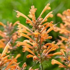 Agastache Kudos Mandarin (Kudos Series) (PBR) | 9cm Pot