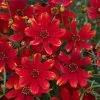 Coreopsis Ladybird | 9cm Pot -Perennial Plants Sales Store RH30005409 54d6
