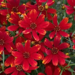 Coreopsis Ladybird | 9cm Pot