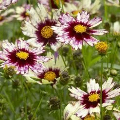 Coreopsis Redshift (Big Bang Series) | 9cm Pot