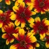 Coreopsis Verticillata Sunstar Orange | 9cm Pot -Perennial Plants Sales Store RH30005414 ac61