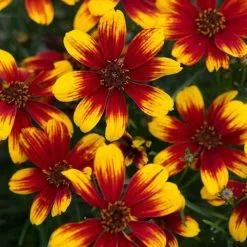 Coreopsis Verticillata Sunstar Orange | 9cm Pot