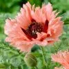Papaver (Oriental Group) Forncett Summer | 9cm Pot