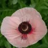 Papaver (Oriental Group) Karine | 9cm Pot