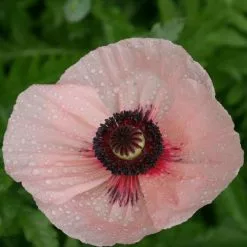 Papaver (Oriental Group) Karine | 9cm Pot