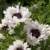 Papaver (Oriental Group) Miss Piggy | 9cm Pot 1 Papaver (Oriental Group) Miss Piggy | 9cm Pot -Perennial Plants Sales Store RH30005423 f734