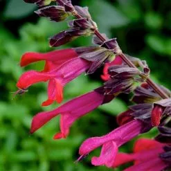 Salvia Amante | 9cm Pot