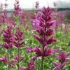 Agastache Cana Heatwave (PBR) | 9cm Pot -Perennial Plants Sales Store RH30005427 8dc1