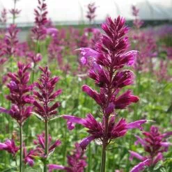 Agastache Cana Heatwave (PBR) | 9cm Pot
