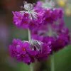 Primula Beesiana | 9cm Pot