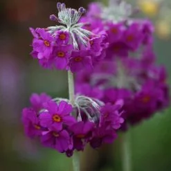 Primula Beesiana | 9cm Pot