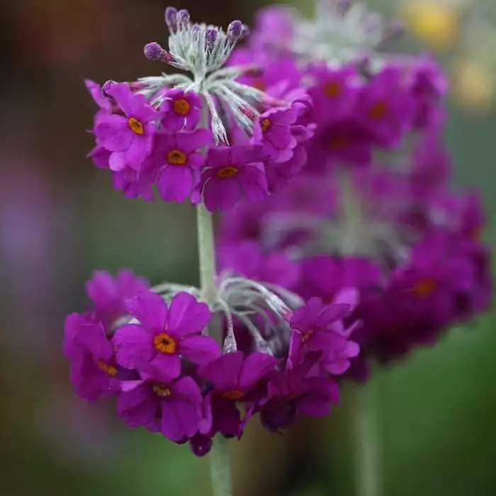 Primula Beesiana | 9cm Pot 3 Primula Beesiana | 9cm Pot