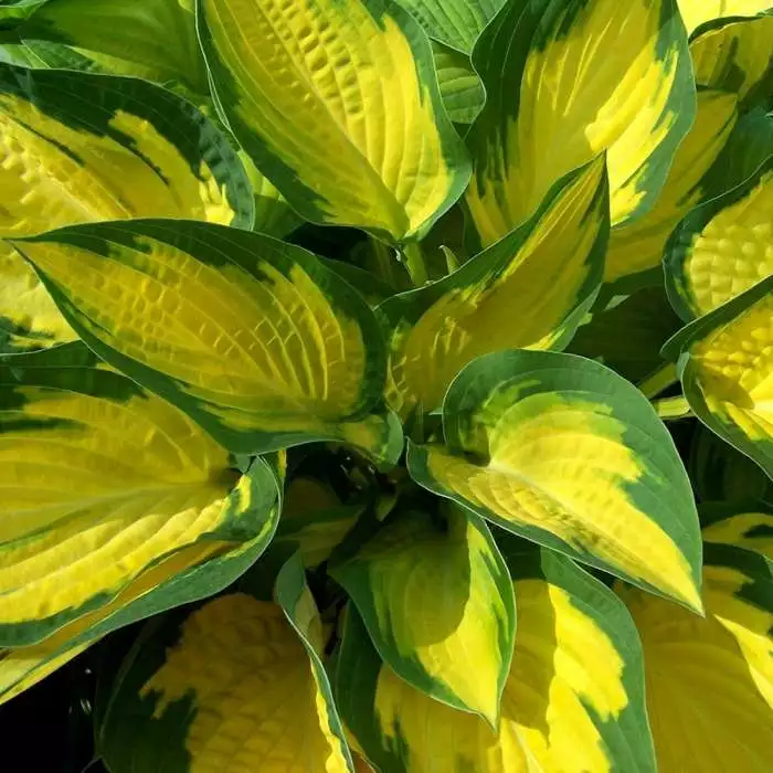 Hosta Happy Dayz | 9cm Pot 3 Hosta Happy Dayz | 9cm Pot