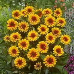 Heliopsis Helianthoides Funky Spinner | 9cm Pot