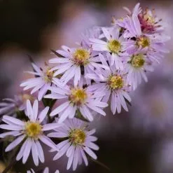 Symphyotrichum Coombe Fishacre | 9cm Pot