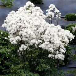 Thalictrum Nimbus White ('Tntnw') (Nimbus Series) | 9cm Pot