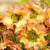 Geum Pretticoats Peach ('Tngeupp') (Pretticoats Series) (PBR) | 9cm Pot -Perennial Plants Sales Store RH30005465 6733