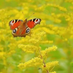 Solidago Goldkind | 9cm Pot