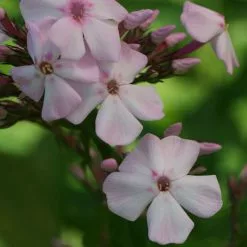 Phlox Paniculata Discovery | 9cm Pot
