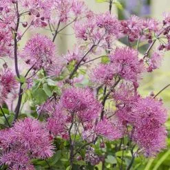 Thalictrum Little Pinkie (Censation Series) | 9cm Pot
