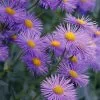 Symphyotrichum Novae-angliae Mrs S.T. Wright | 9cm Pot