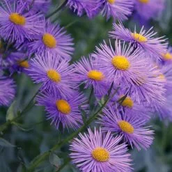 Symphyotrichum Novae-angliae Mrs S.T. Wright | 9cm Pot