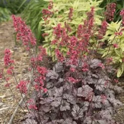 Heuchera Timeless Treasure | 9cm Pot