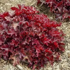 Heuchera Cherry Truffles (Dolce Series) | 9cm Pot