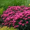 Monarda Didyma Bubblegum Blast (Sugar Buzz Series) | 9cm Pot