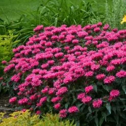 Monarda Didyma Bubblegum Blast (Sugar Buzz Series) | 9cm Pot
