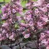 Penstemon Digitalis Dakota Burgundy ('Tnpendb') (PBR) (Dakota Series) | 9cm Pot -Perennial Plants Sales Store RH30005554 165e
