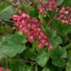 Heuchera Pluie De Feu | 9cm Pot