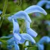Salvia Patens Beyond Blue | 9cm Pot