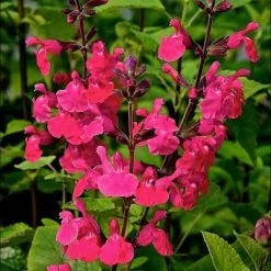 Salvia Ping Pong | 9cm Pot