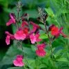 Salvia Microphylla Wine And Roses | 9cm Pot